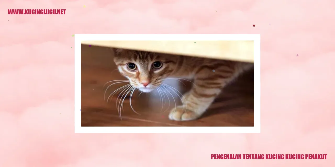 Gambar Kucing Penakut