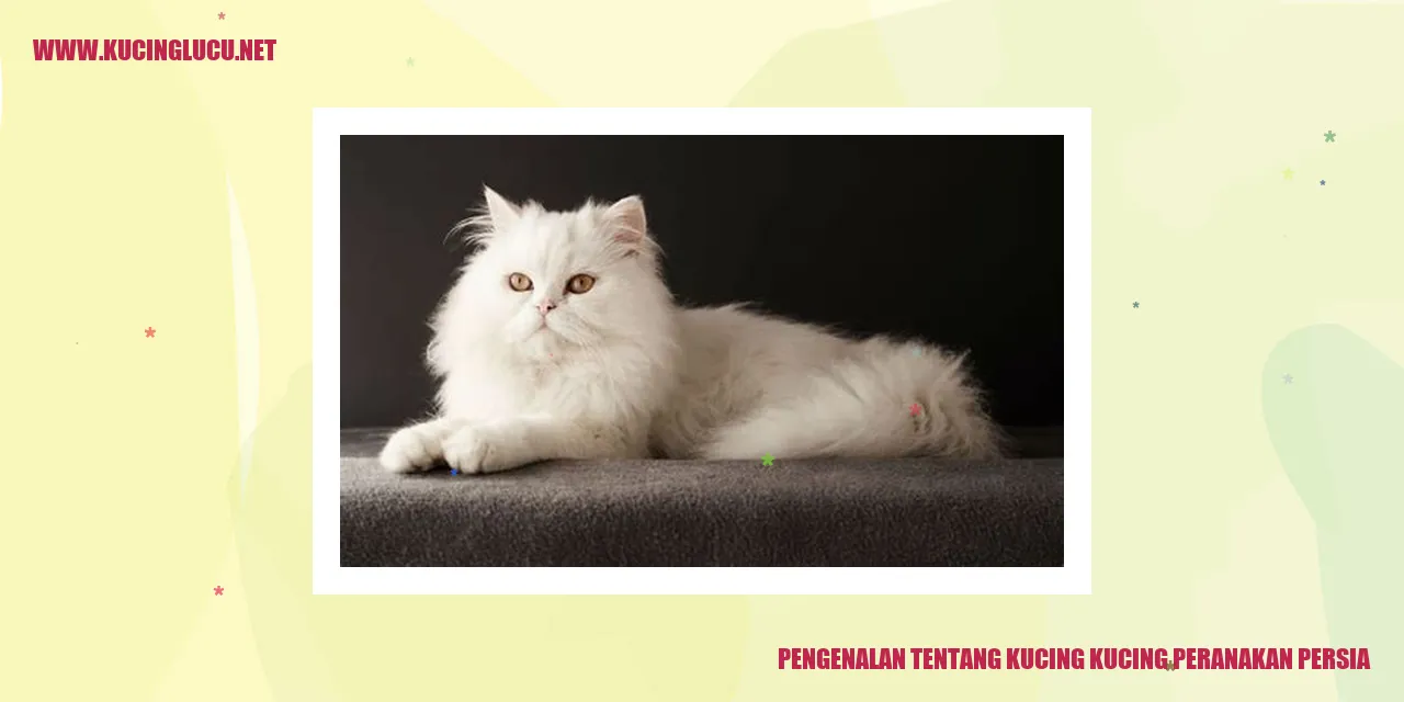 Gambar Kucing Peranakan Persia