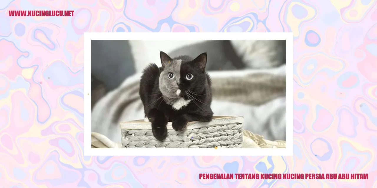 Kucing Persia Abu-abu Hitam