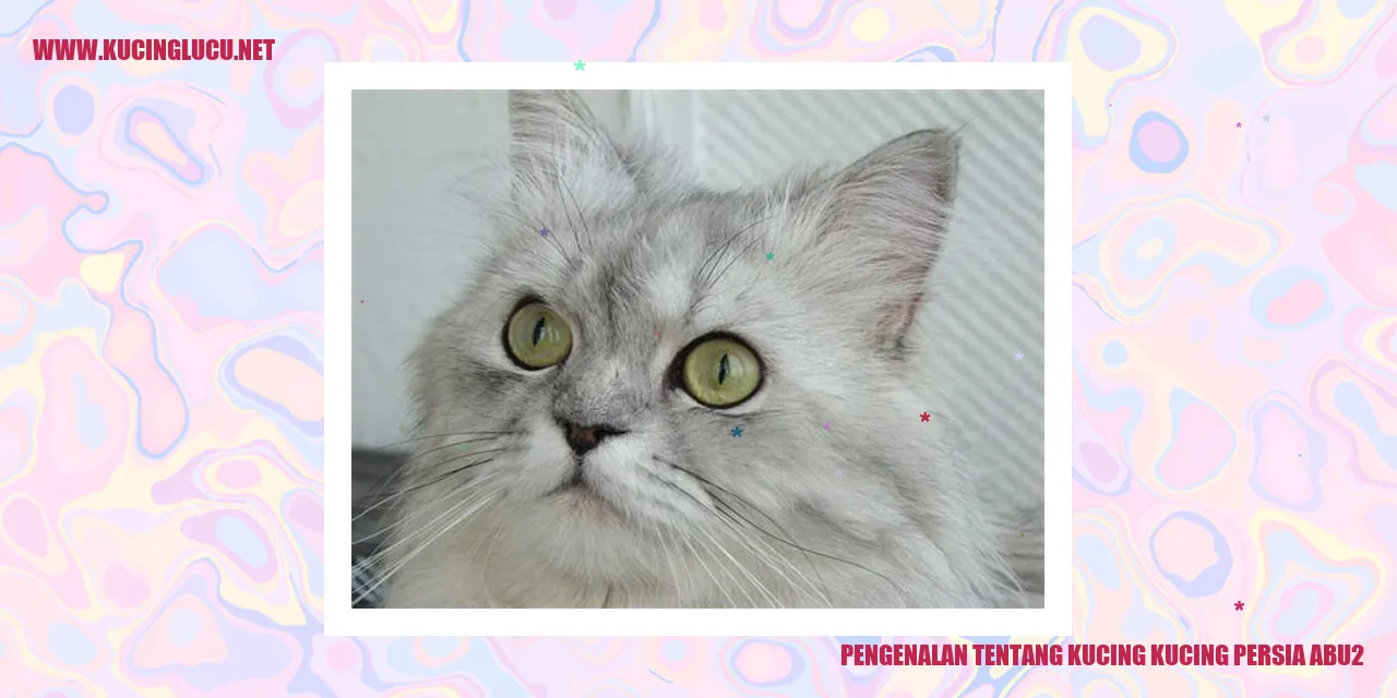 Kucing Persia Abu-abu