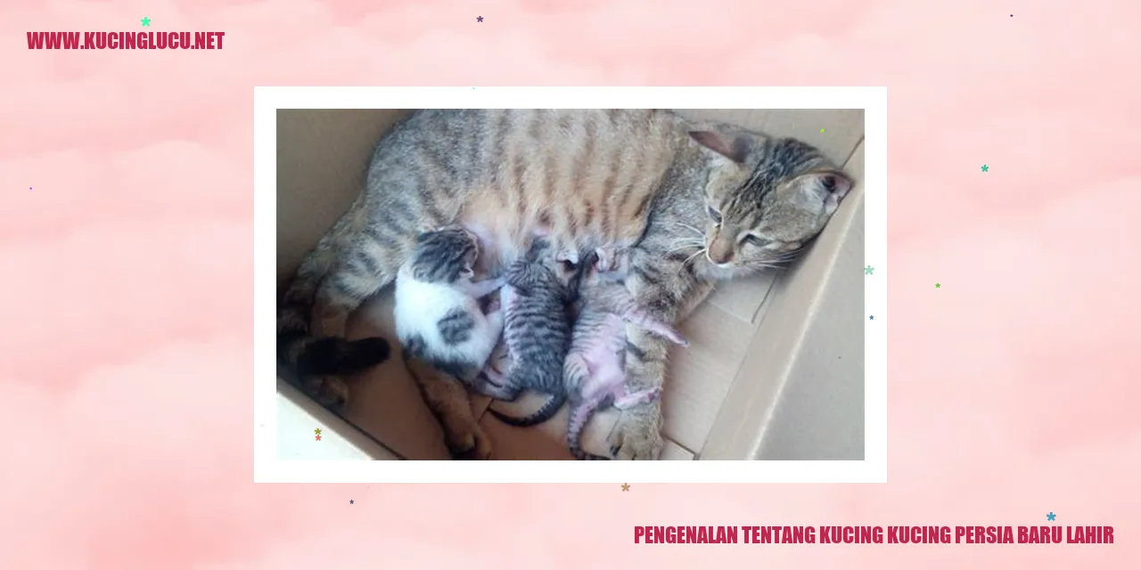 Kucing Persia Baru Lahir