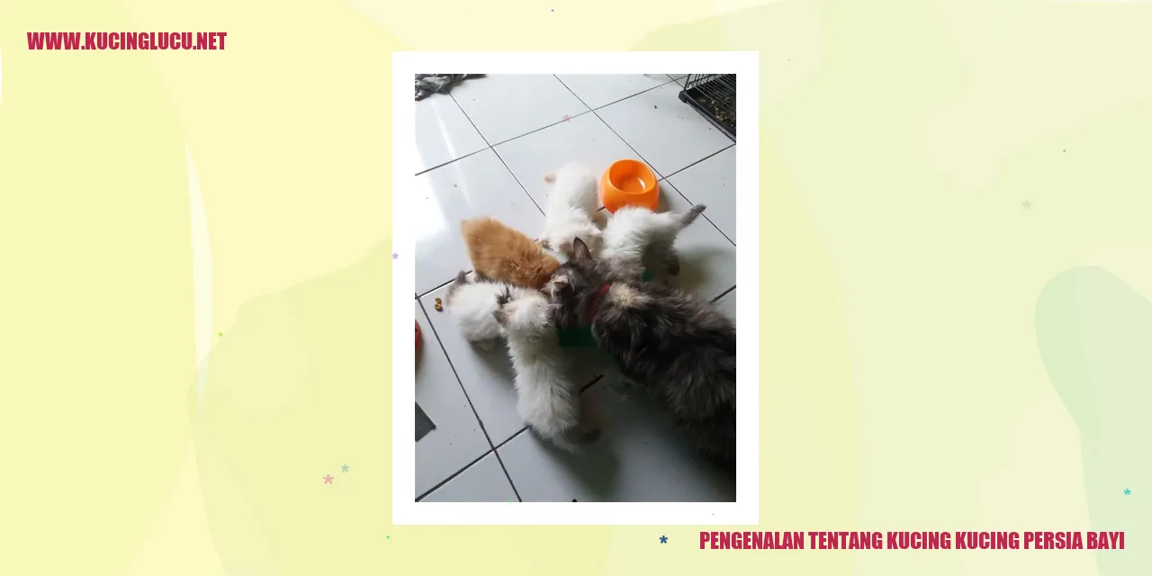 Kucing Persia Bayi
