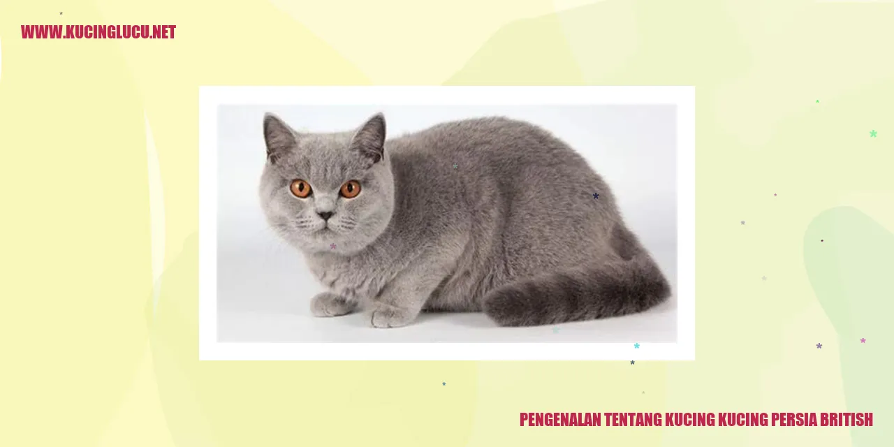 Kucing Persia British