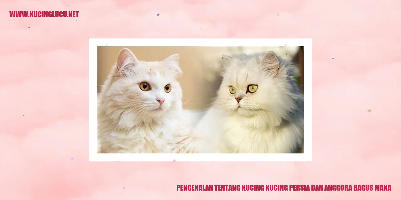 Kucing Persia dan Anggora