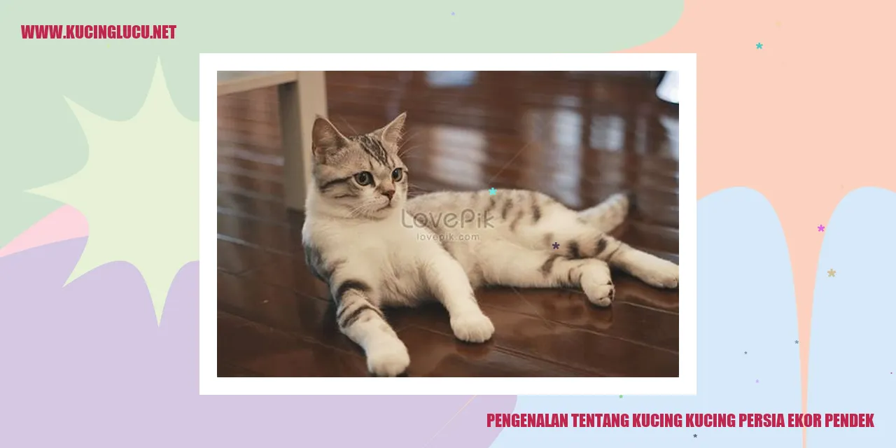 Kucing Persia Ekor Pendek