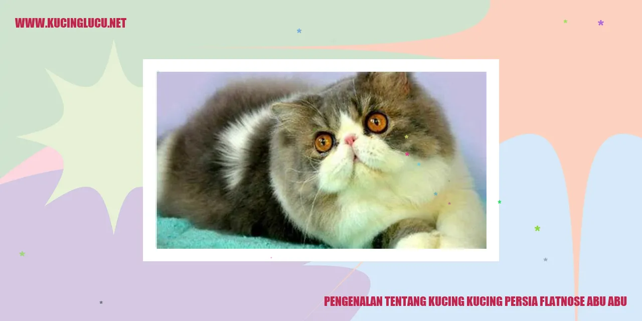 Kucing Persia Flatnose Abu-abu