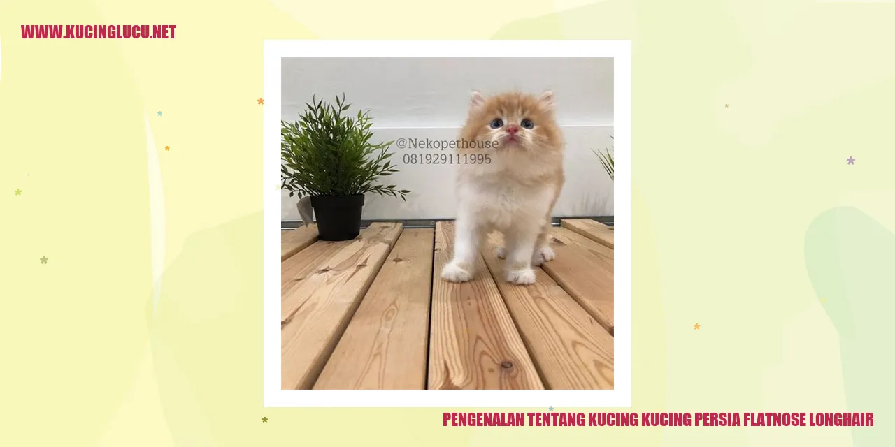 Kucing Persia Flatnose Longhair