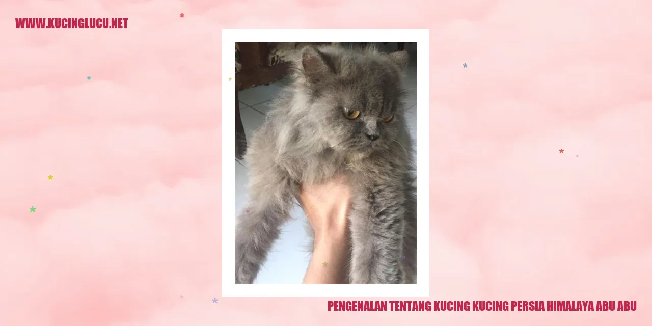 Kucing Persia Himalaya Abu-abu