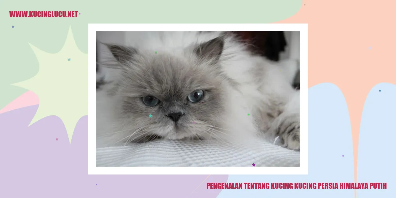 Kucing Persia Himalaya Putih