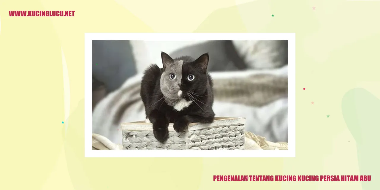 Kucing Persia Berwarna Abu-abu Hitam