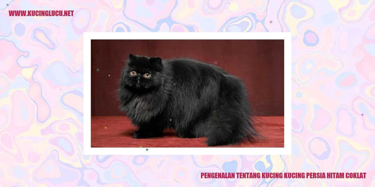 Kucing Persia Hitam Coklat
