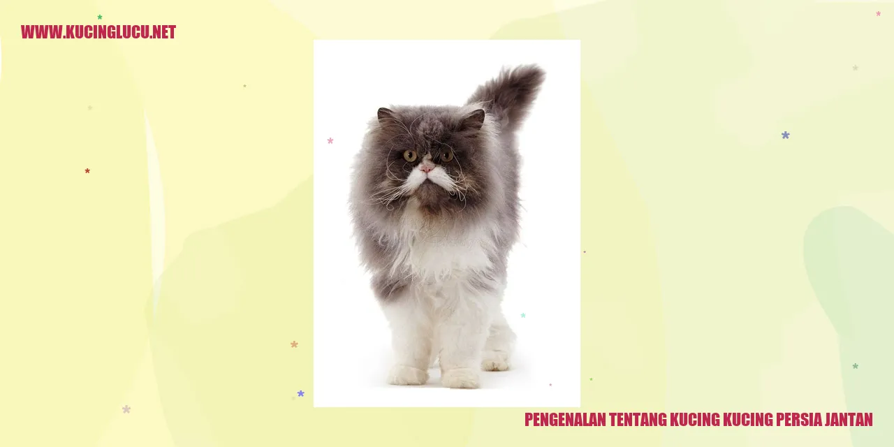 Kucing Persia Jantan