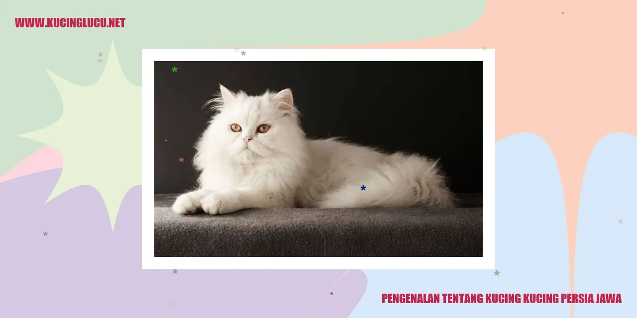 Gambar Kucing Persia Jawa