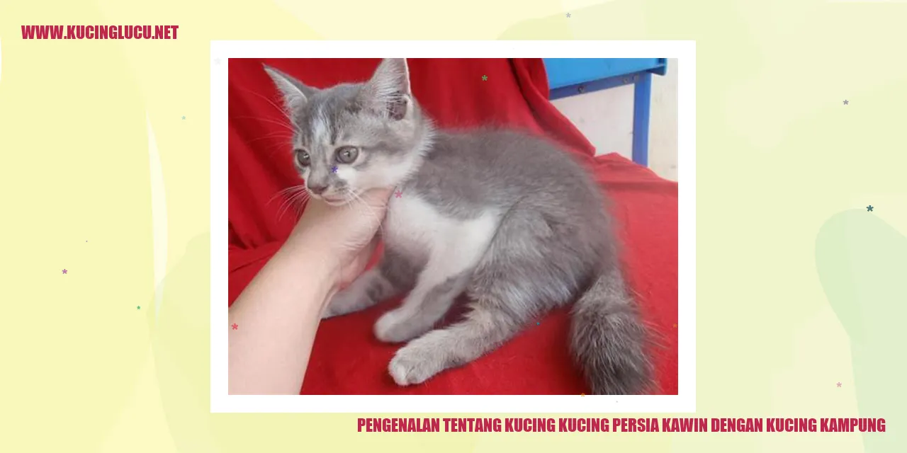Gambar Kucing