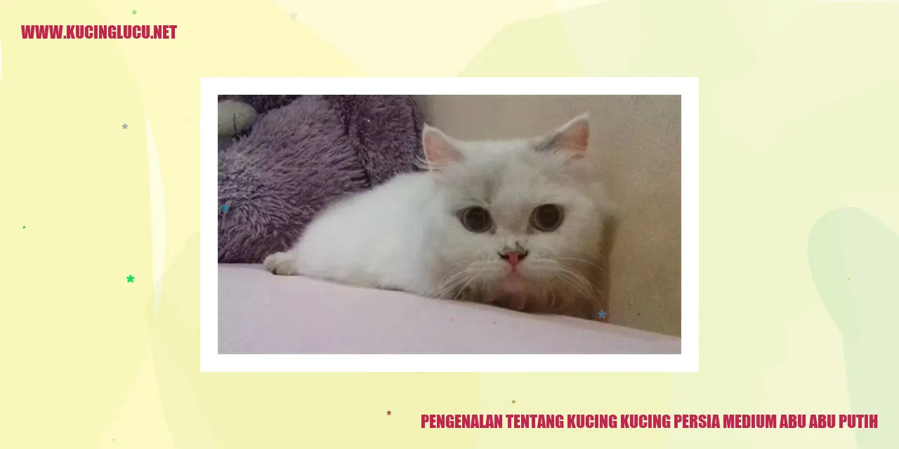 Kucing Persia Medium Abu Abu Putih