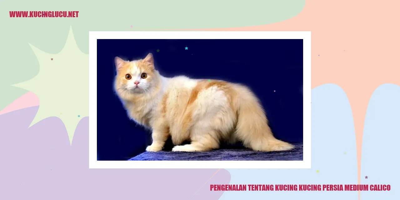 Kucing Persia Medium Calico
