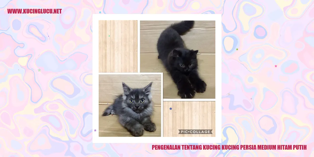 Kucing Persia Hitam Putih