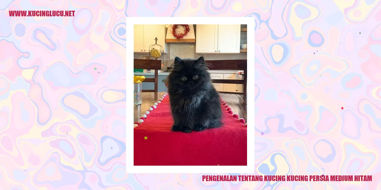Gambar kucing Persia medium berwarna hitam