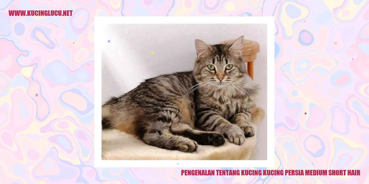 Gambar Kucing Persia Medium Short Hair