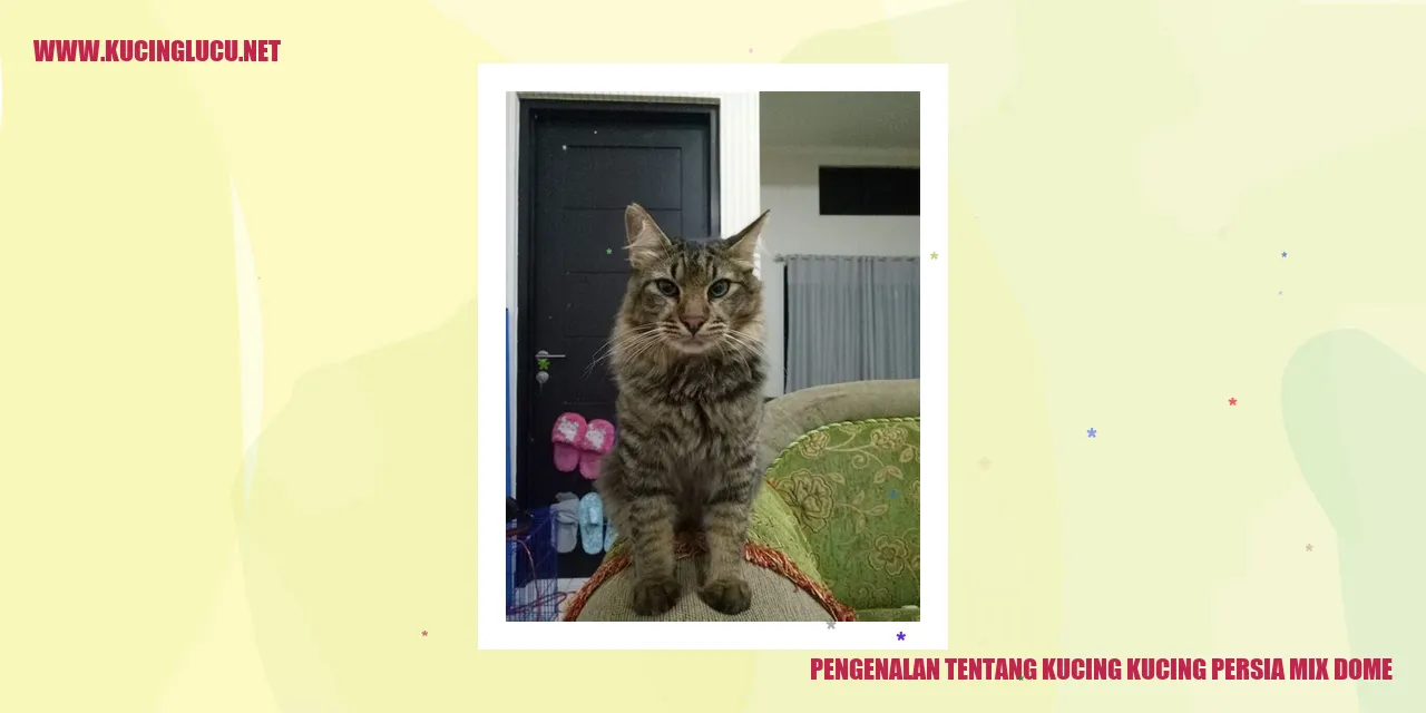 Kucing Persia Mix-Dome