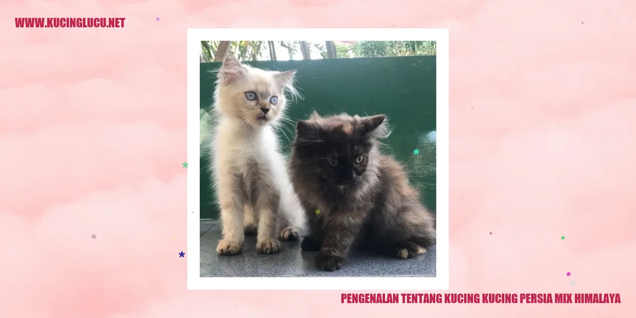Kucing Persia Mix Himalaya