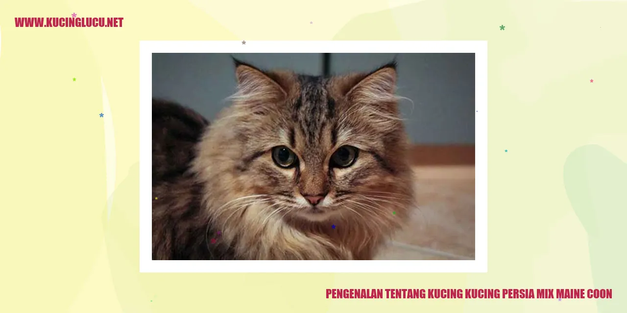 Kucing Persia Mix Maine Coon