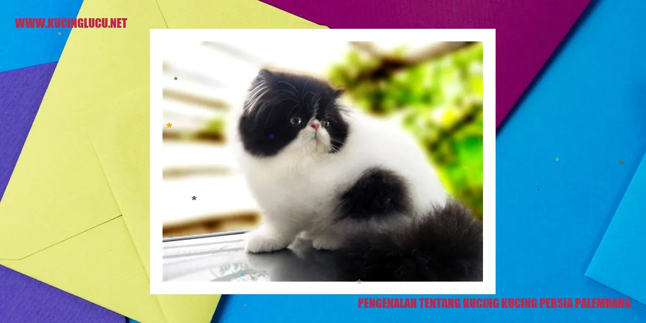 Kucing Persia Palembang