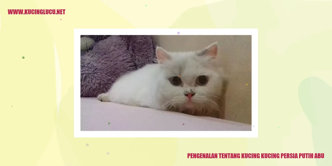gambar kucing persia putih abu