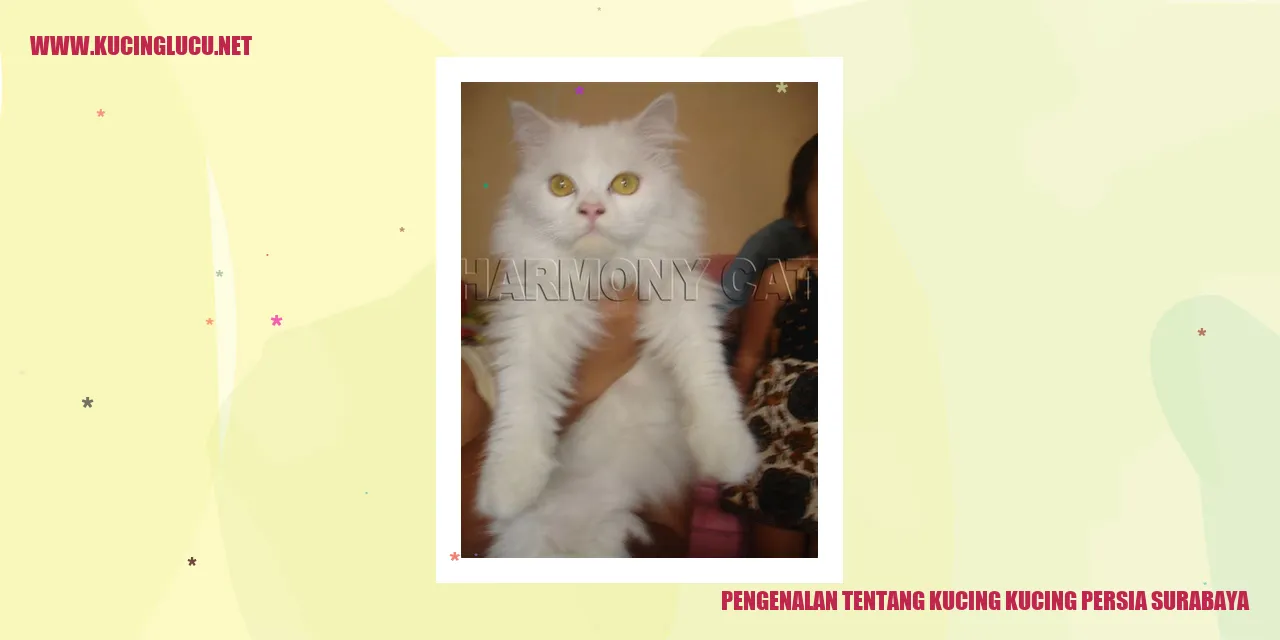 Gambar Kucing Persia Surabaya