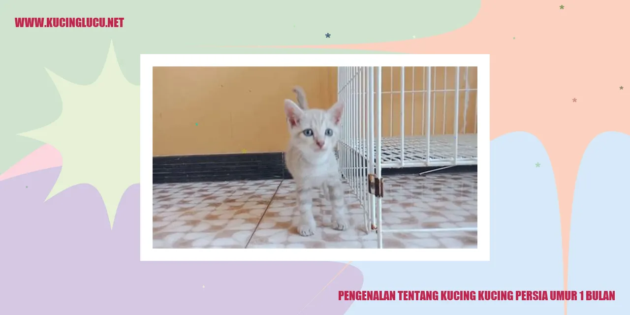 Kucing Persia yang Berusia 1 Bulan