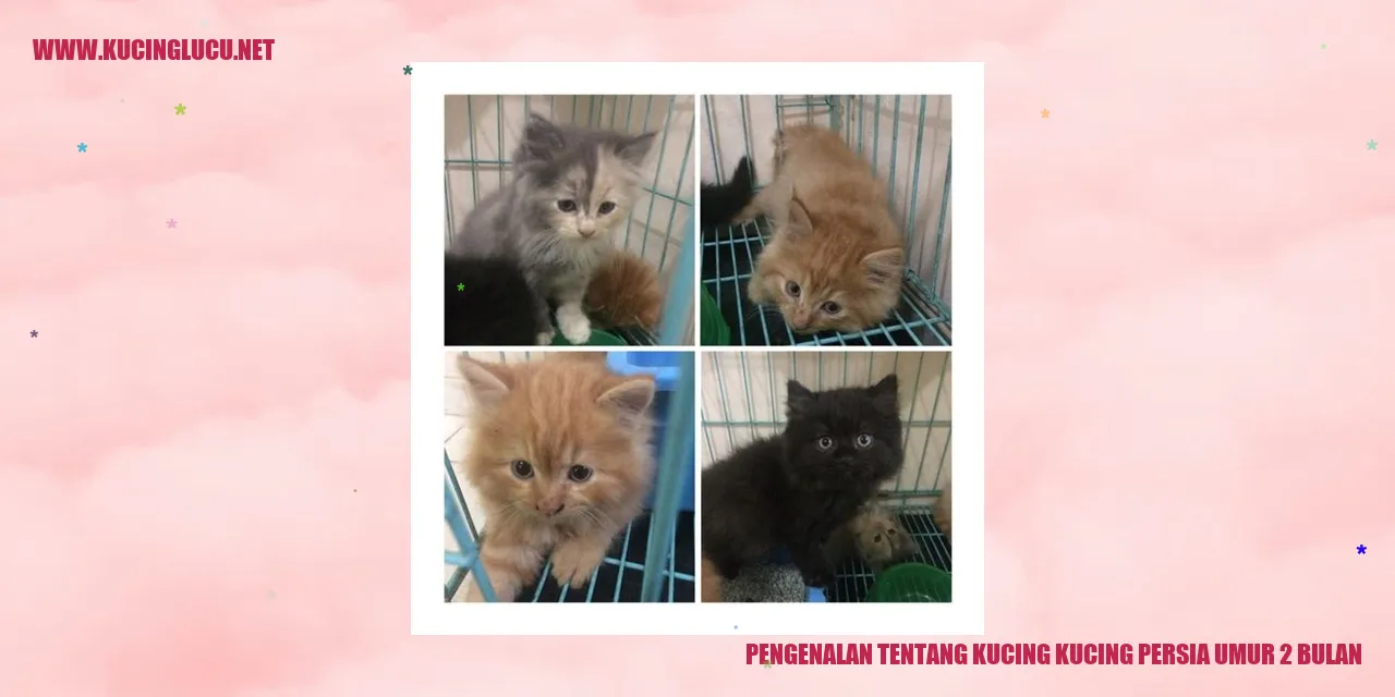 Kucing Persia Umur 2 Bulan