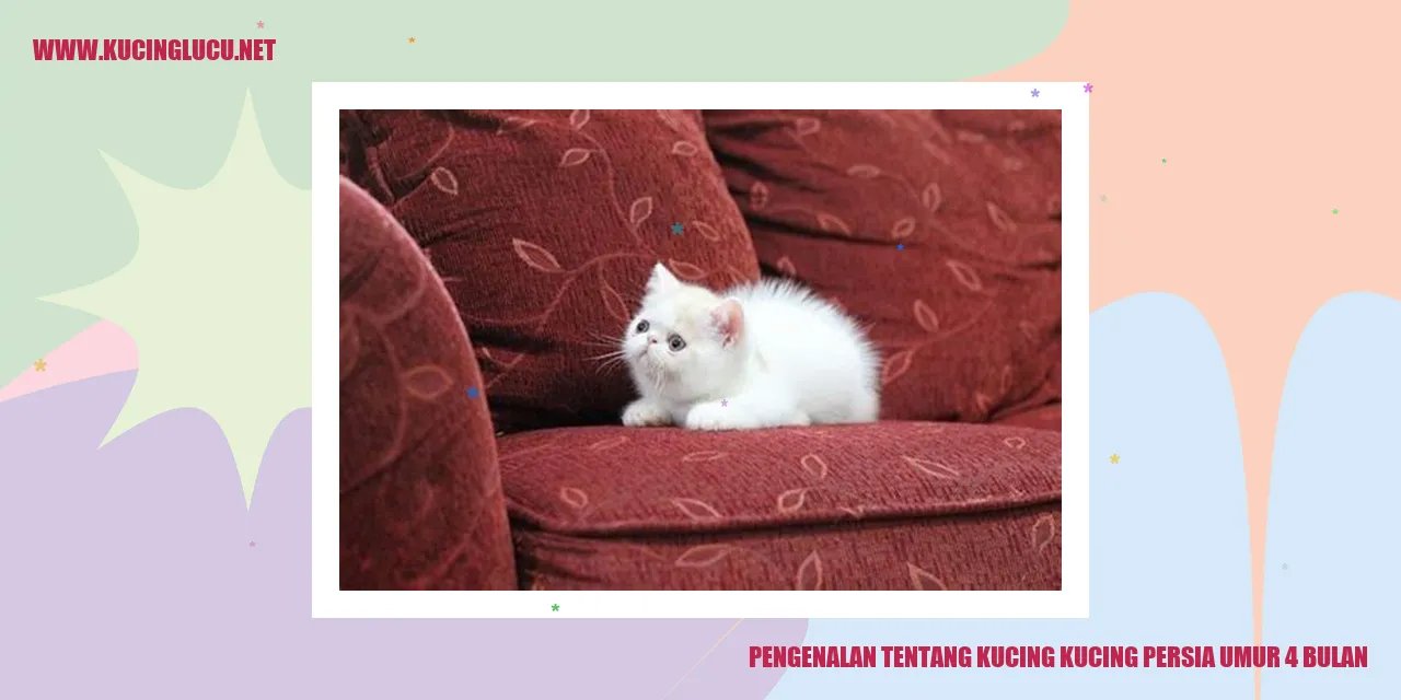 Gambar Kucing Persia Usia 4 Bulan