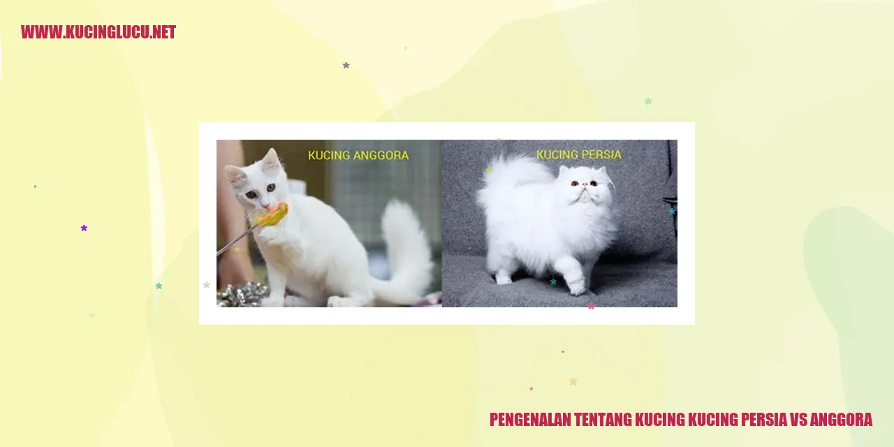 Kucing Persia vs Anggora
