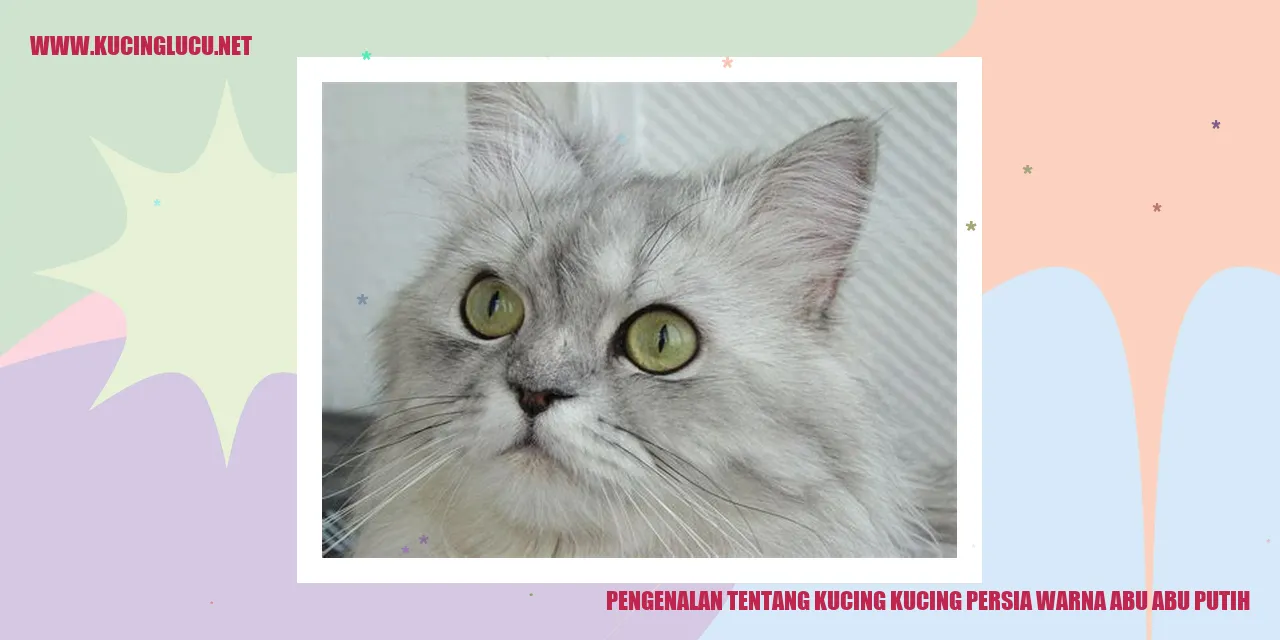 Kucing Persia Berwarna Abu-Abu Putih