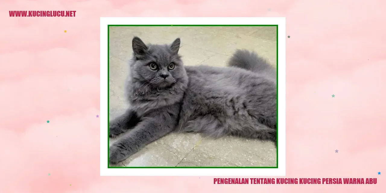 Potret Memikat Kucing Persia Abu