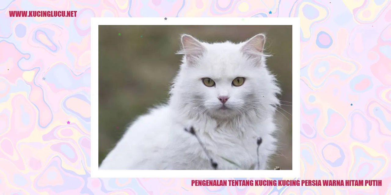 Foto Kucing Persia Berwarna Hitam Putih