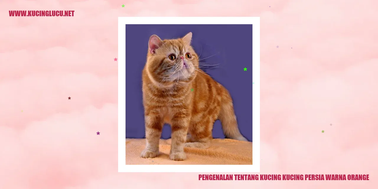 Kucing Persia Warna Orange