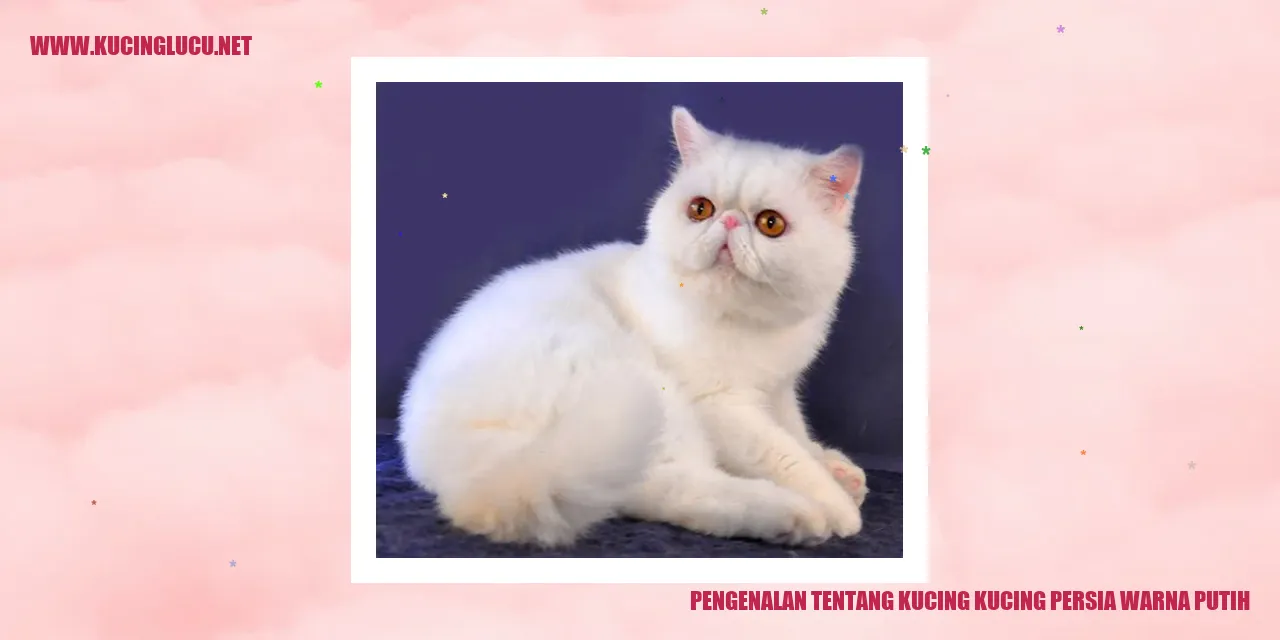 Kucing Persia Warna Putih