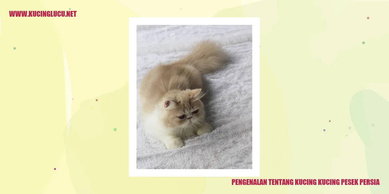 Kucing Pesek Persia