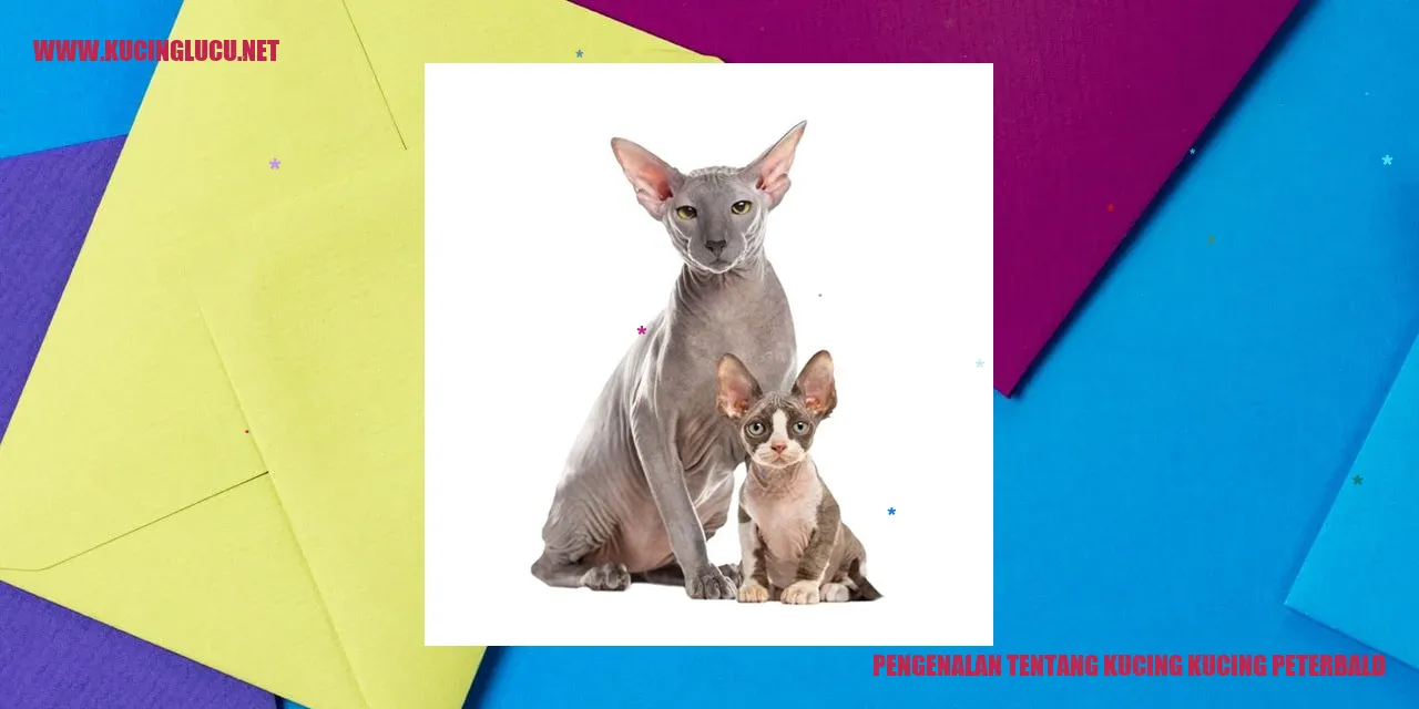 Kucing Peterbald