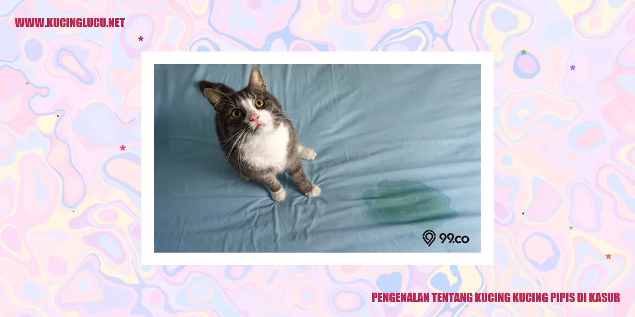 Kucing pipis di kasur