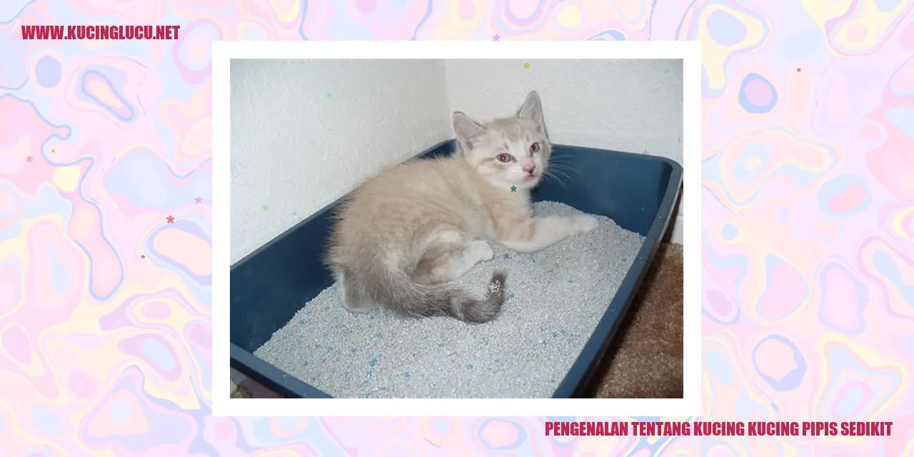 Gambar kucing lucu