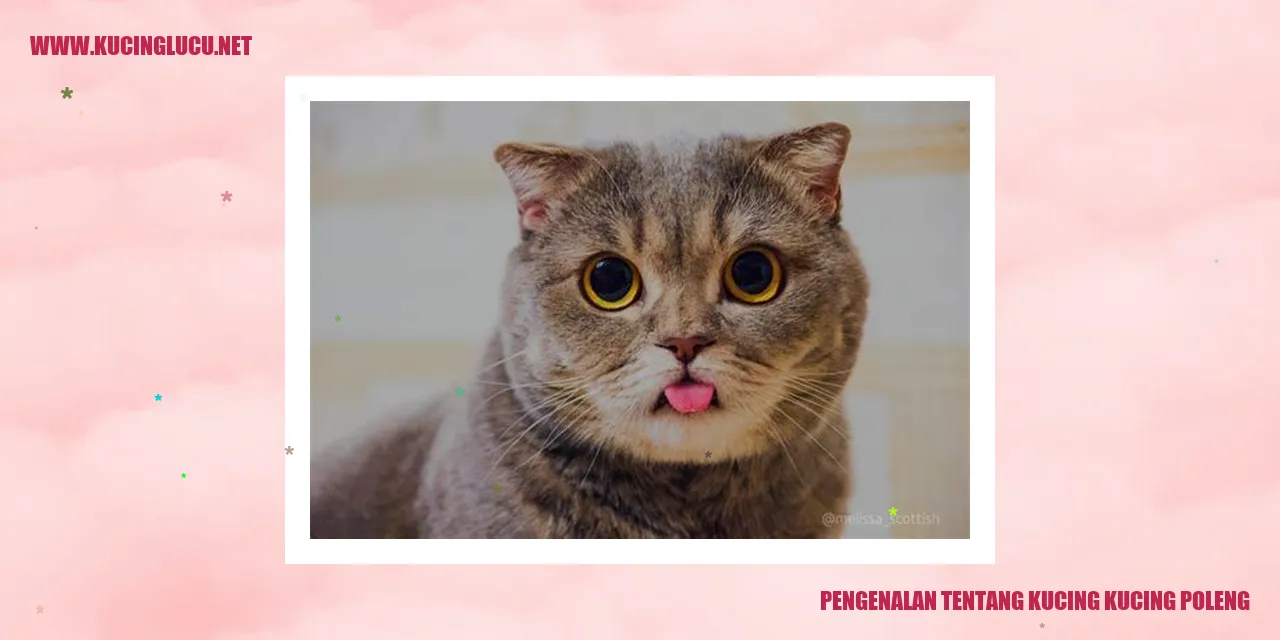 Kucing Kucing Poleng