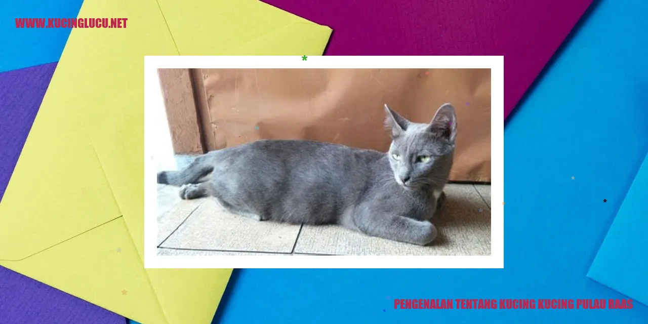 Kucing Kucing Pulau Raas