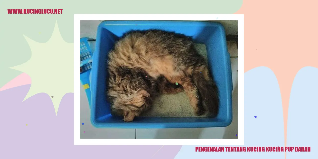 Gambar Kucing Kucing Pup Darah