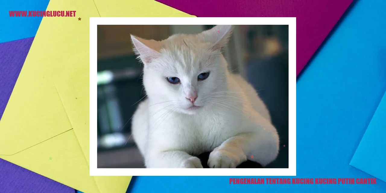 Kucing Putih Memesona