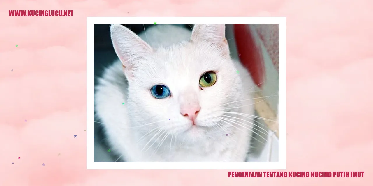 Kucing Putih Imut