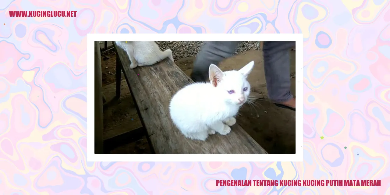 Ilustrasi Kucing Putih Mata Merah