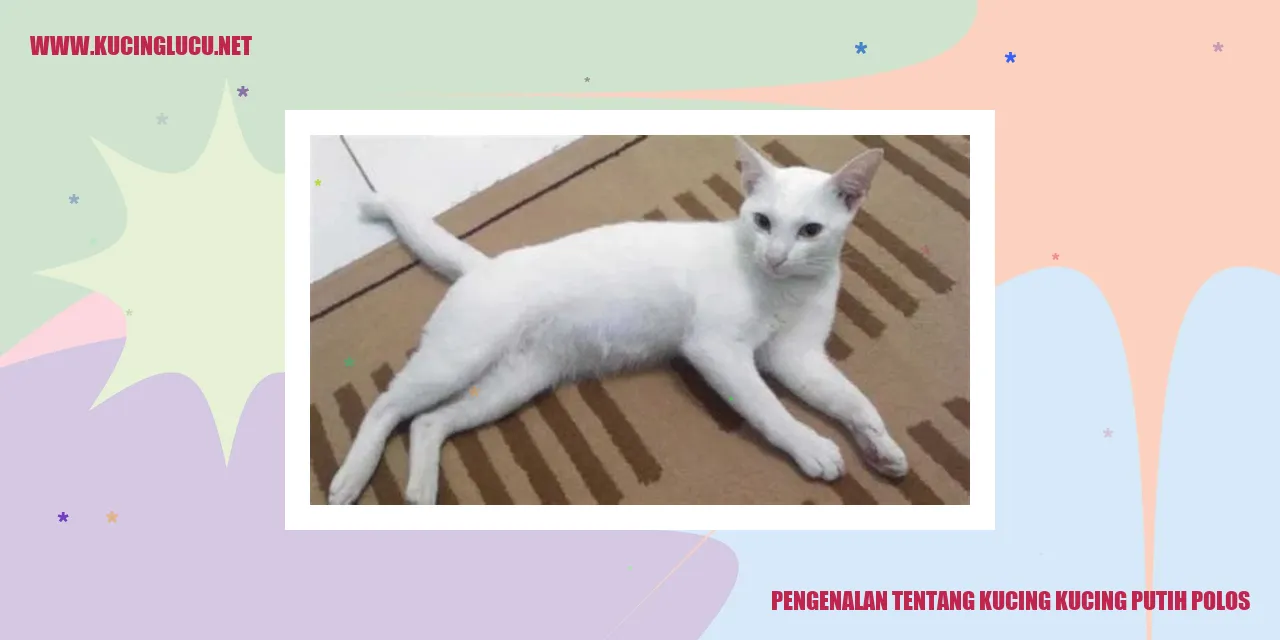 Kucing putih polos