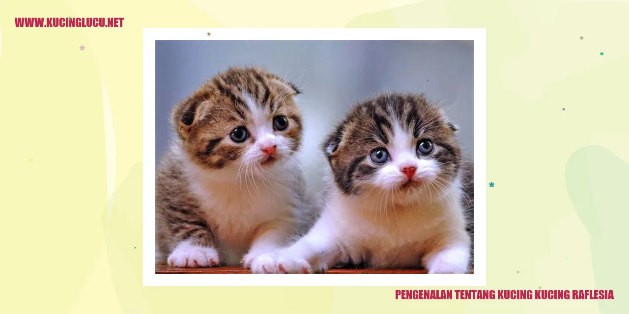 Kucing-kucing Raflesia